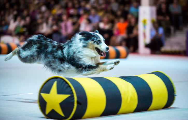 Dog leaps over an obstacle during SuperDogs performance