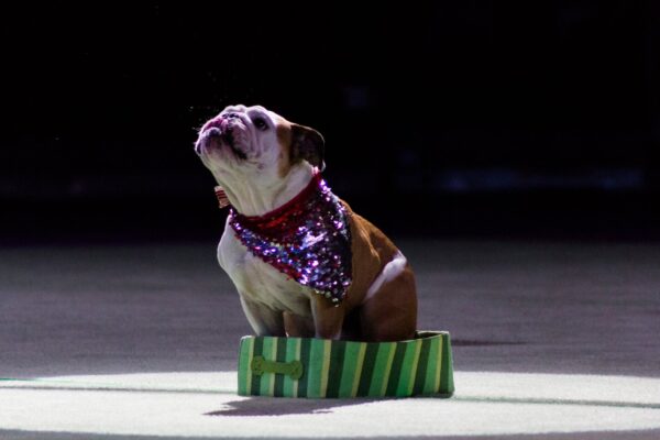 Image of a dog sitting in a box from the SuperDogs performance.