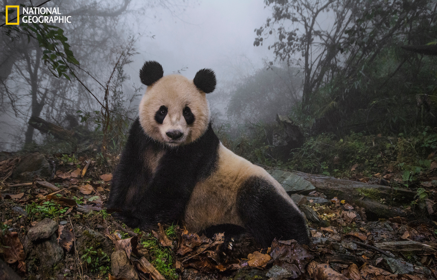 A photo of a panda bear laying in a forest