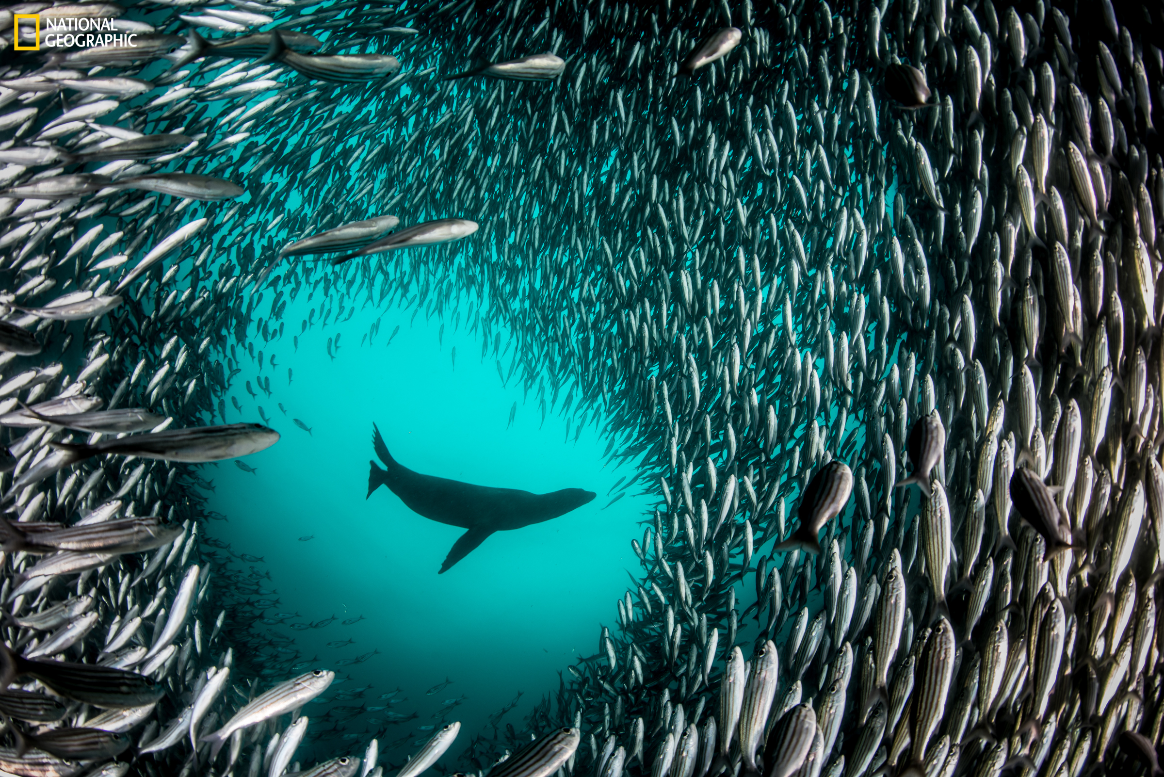Pristine Seas National Geographic cr Enric Sala_2676504. Image of a seal surrounded by a school of fish forming a circle.