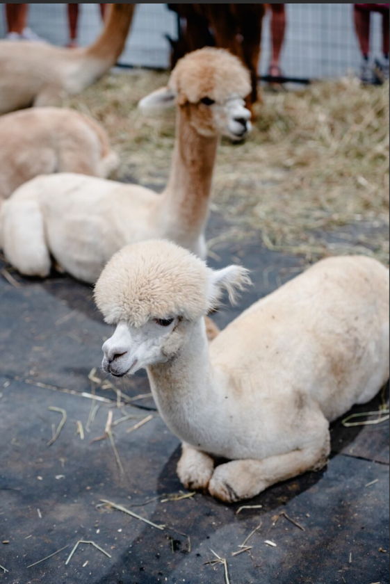 The Ex – Let's Go To The Ex